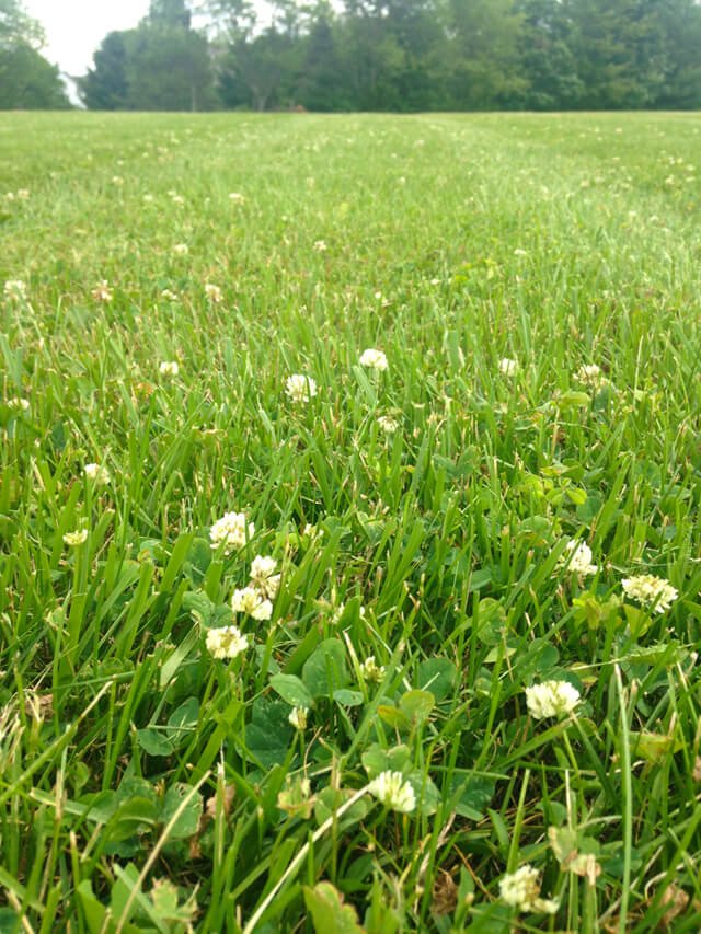 In a closeup photograph, weeds stand out in a lawn