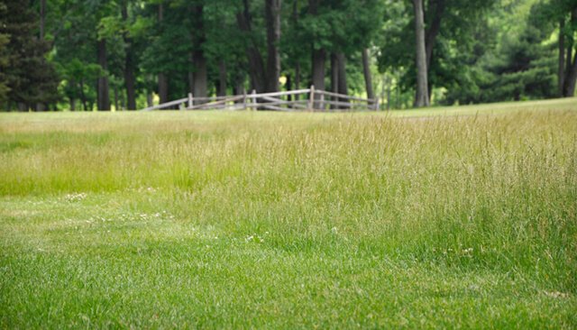 A wide-open grassy field