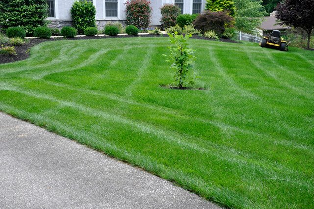 Korey Constable photographs a lawn whose perimeter he just mowed