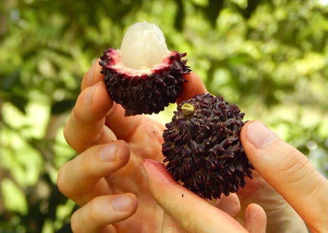 A closeup of a black pulasan