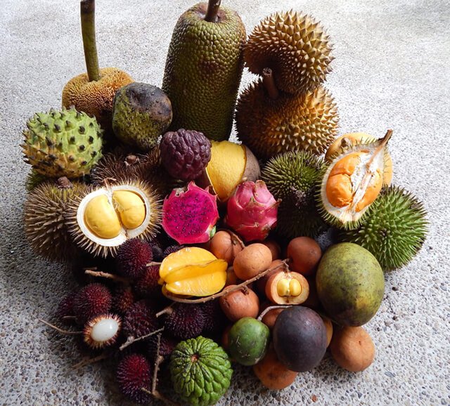 Fruits gathered by Petr Cech in Borneo