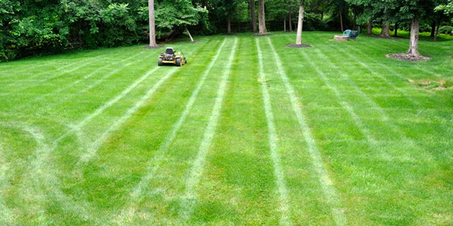 Stripes are visible on a mowed lawn