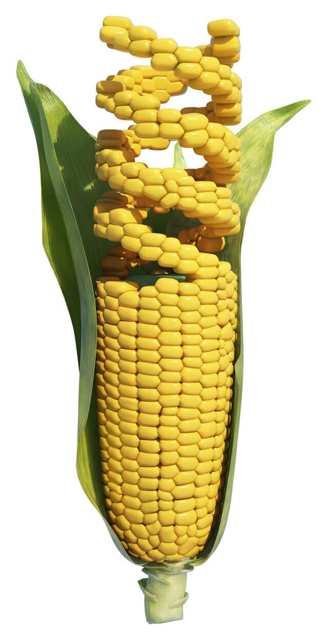 An illustration of genetically modified corn