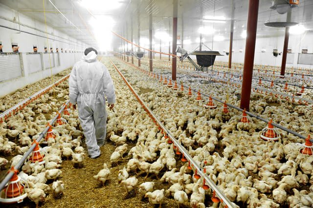 Chickens scattered in a factory farm