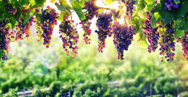 Grapes hang from a tree with sunlight in the background