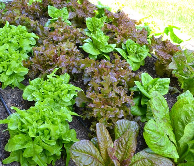 Rick and Karin Dina's home-grown lettuces