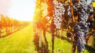 Grapes grow from a tree in a sunny vineyard