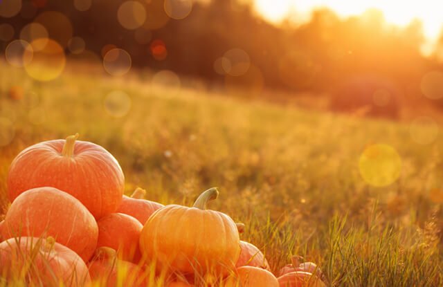 Pumpkins stacked atop one another in a sunny field