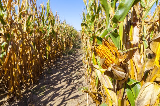 Corn grows in a large field