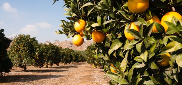 Oranges grow on trees in a grove