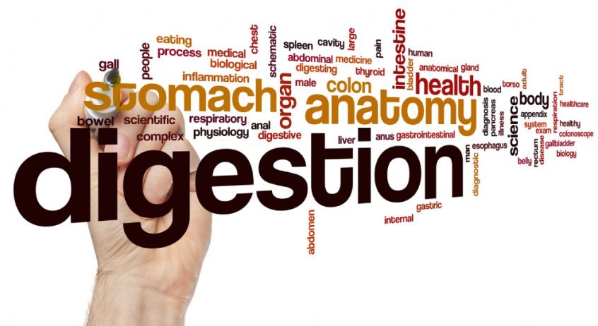 Digestion and related terms - Fruit-Powered