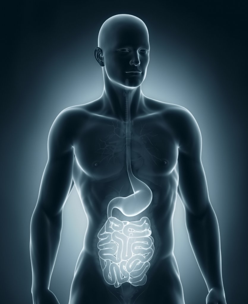 Human digestive system - food combining chart - food combining rules - Fruit-Powered