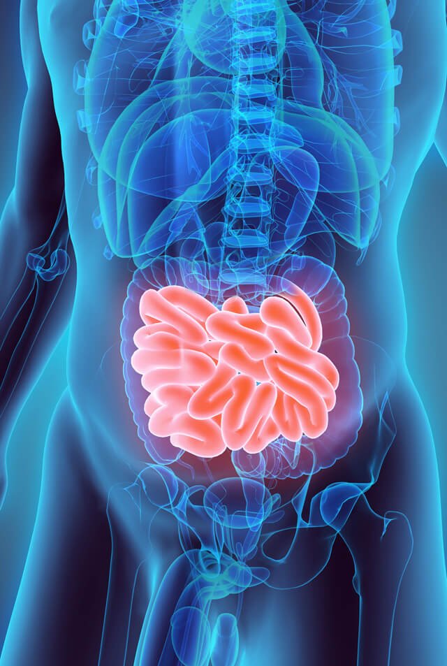 A 3-D illustration of the small intestine