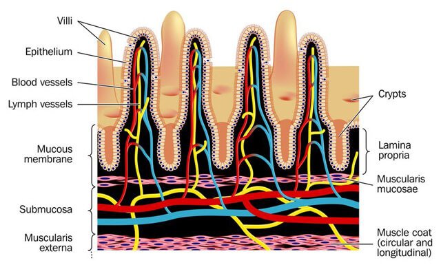 A diagram featuring villi