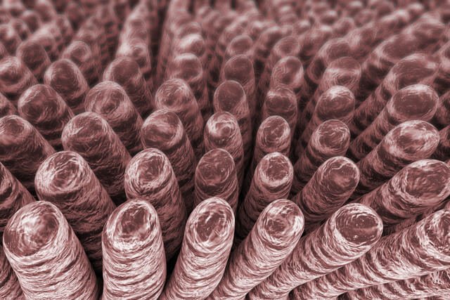 Villi are viewed from a microscope