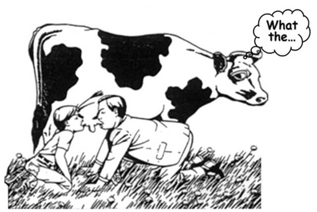 Two people suck milk from a cow's udders
