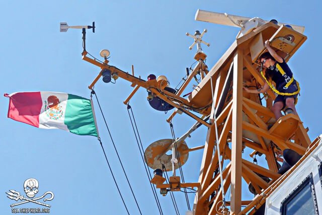 Tarah Millen works on top of a Sea Shepherd ship mast