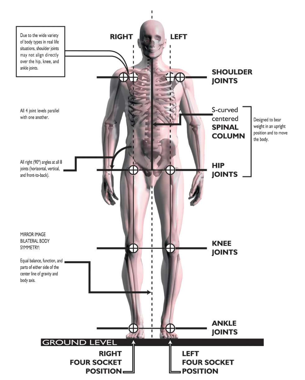 Roger Posture - front view - Posture Exercises Method - Fruit-Powered