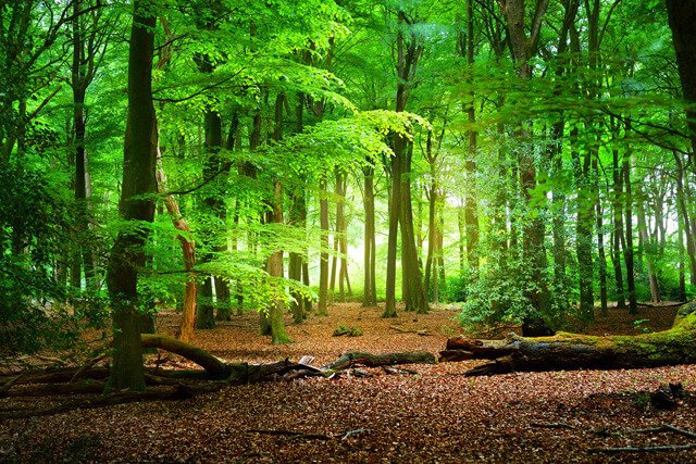 Lush green forest