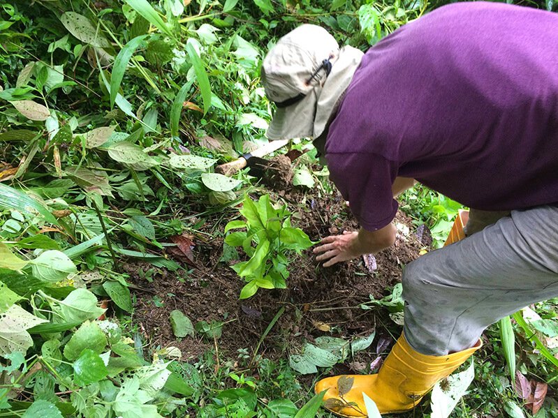 Peter Csere plants rollinia