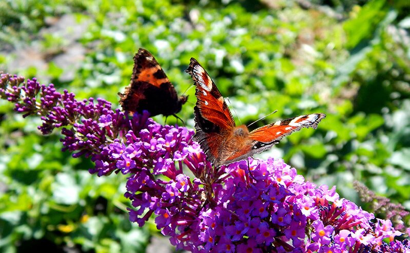 Butterflies are photographed in Petr Cech's garden