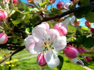 Flowers grow from a tree on the Cech property