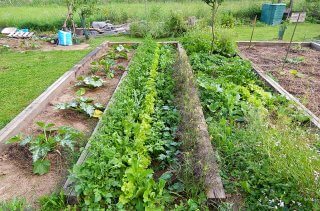 Garden space in the Cech garden