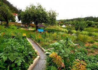 Gardening space at the Cech property