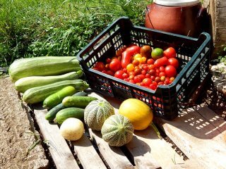 Tomatoes and zucchini picked from the Cech garden