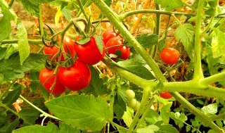 Tomatoes grow on a vine in the Cech garden