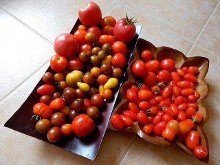 Brightly colored tomatoes in several varieties