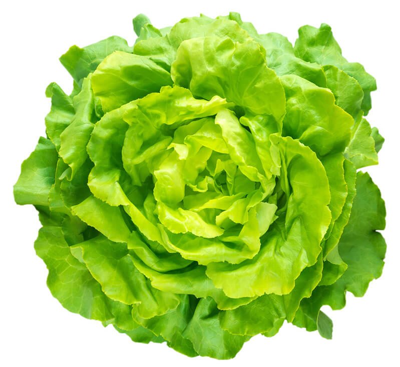 A head of bright green lettuce