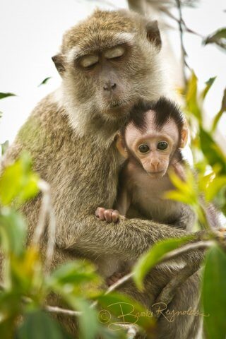 Babboons photographed by Brooke Reynolds