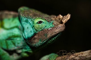 A chameleon photographed by Brooke Reynolds