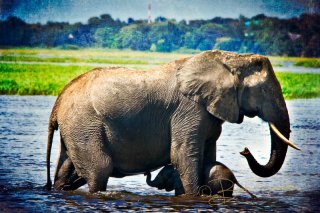 Elephants photographed by Brooke Reynolds