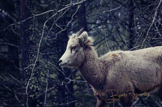 A goat photographed by Brooke Reynolds