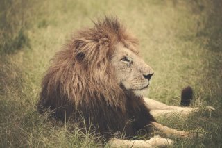 A lion photographed by Brooke Reynolds