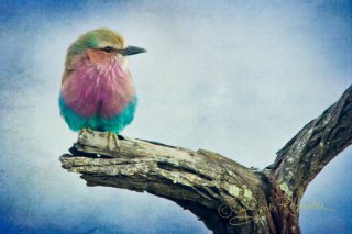 A multicolored bird photographed by Brooke Reynolds