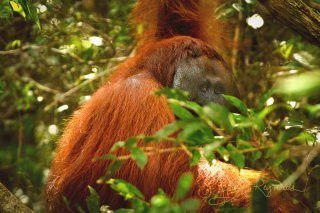 An orangutan photographed by Brooke Reynolds