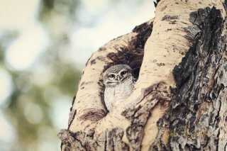 An owl photographed by Brooke Reynolds