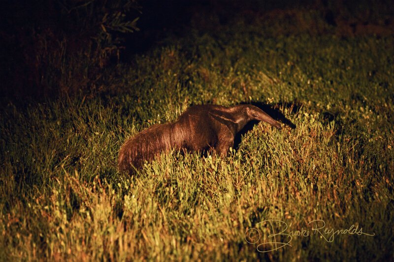 An anteater photographed by Brooke Reynolds