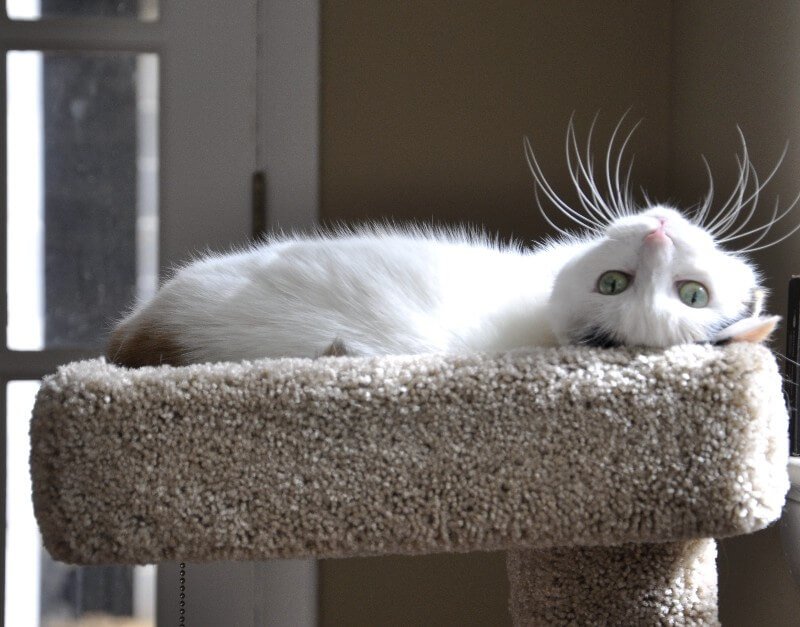 Deanna Husk's cat Luna looks back while on a perch