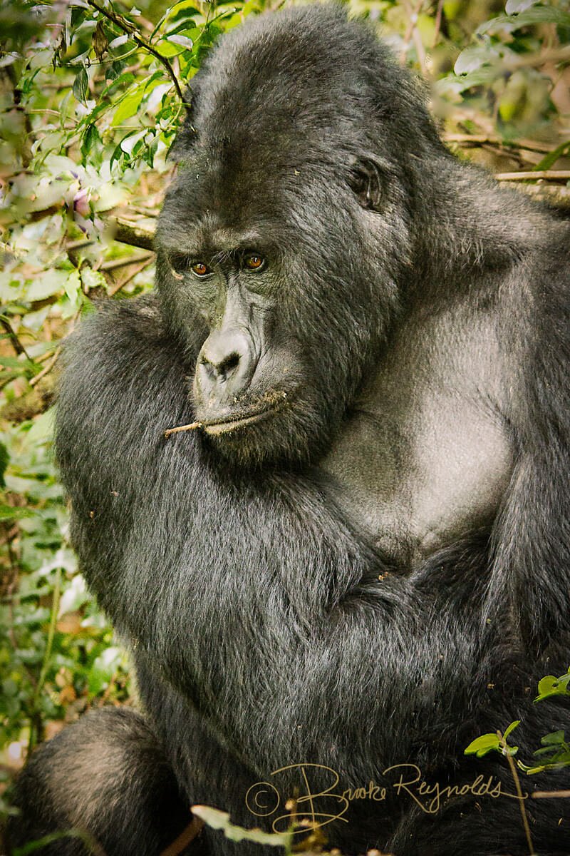 A gorilla photographed by Brooke Reynolds