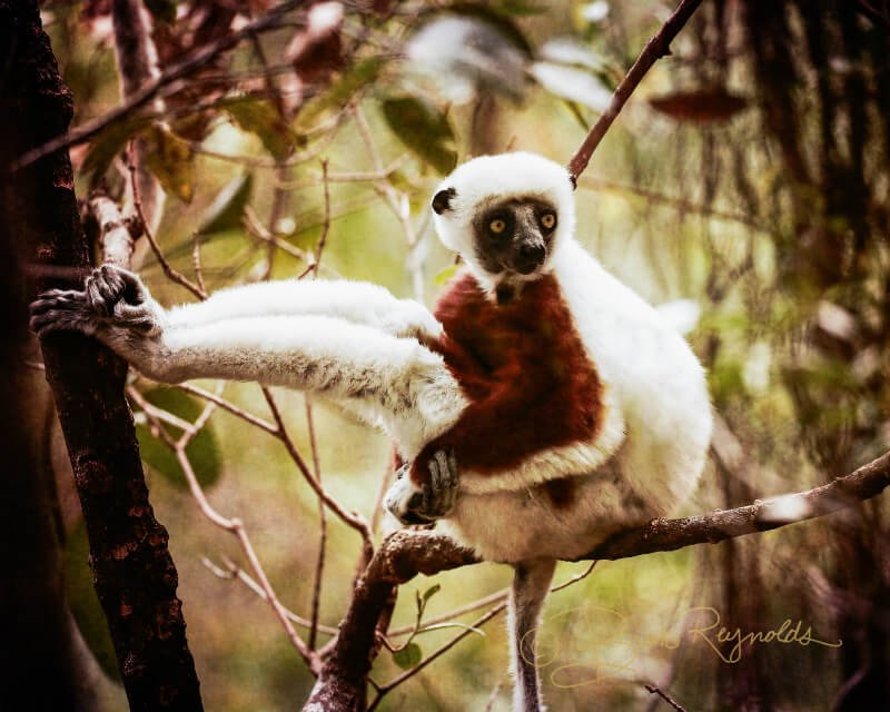 A lemur photographed by Brooke Reynolds