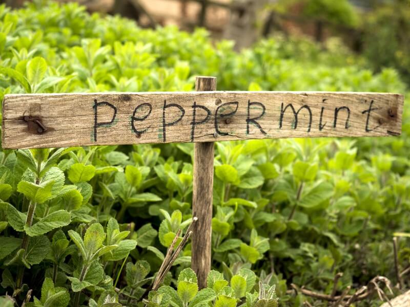 Peppermint grows alongside a wooden sign