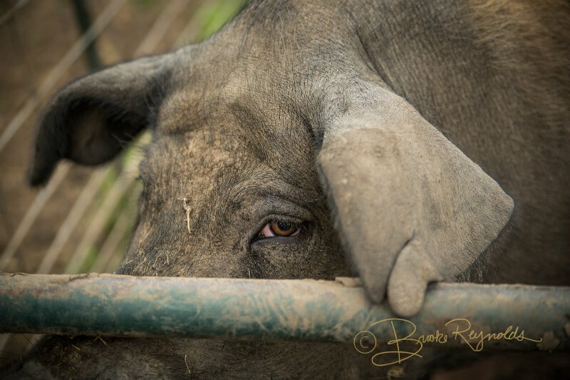 A trapped pig is photographed by Brooke Reynolds