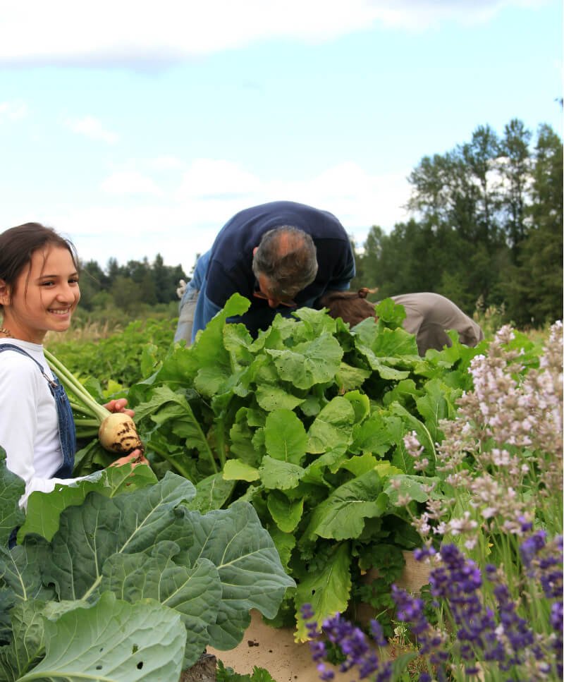 Uncle Harry's Natural Products founder Harry Terhanian and granddaughter Yamuna work in the company's fields