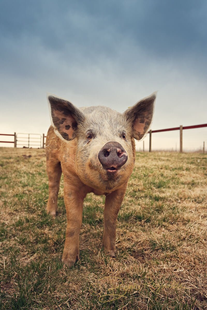 Wally the pig, photographed by Brooke Reynolds