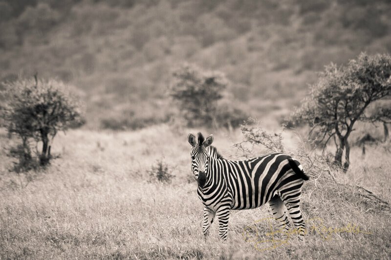 A zebra photographed by Brooke Reynolds