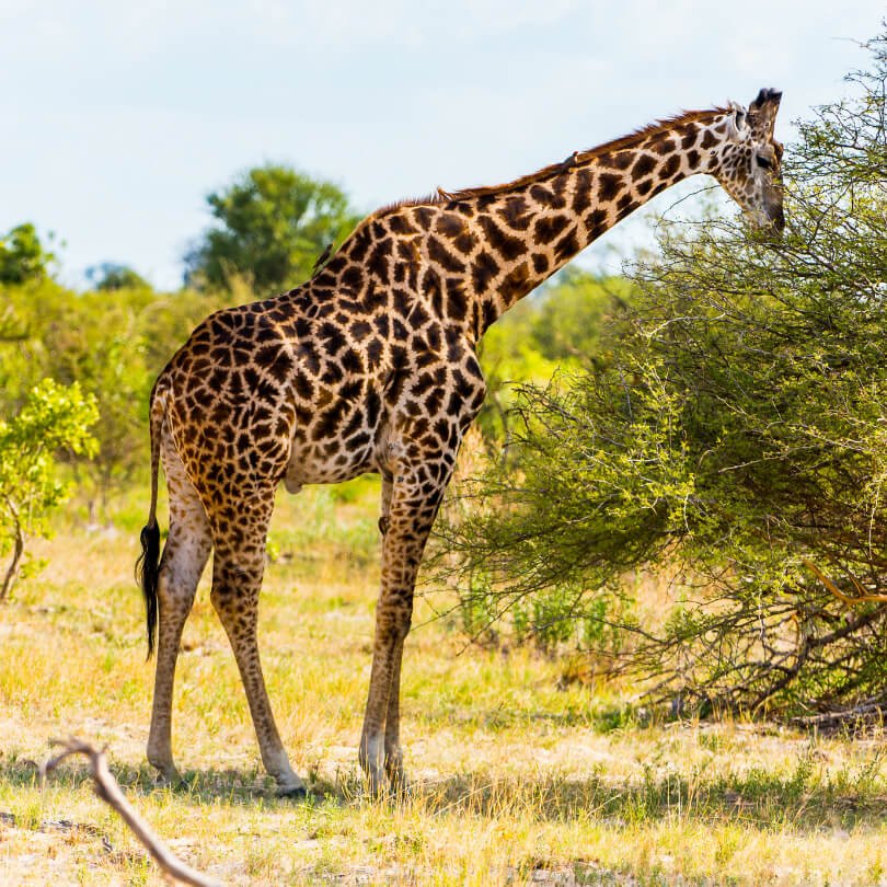A giraffe eats tree leaves